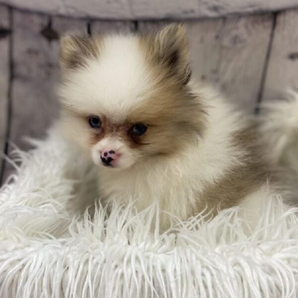 Pomeranian-DOG-Male-Orange Sable-9266-Petland Monroeville, PA