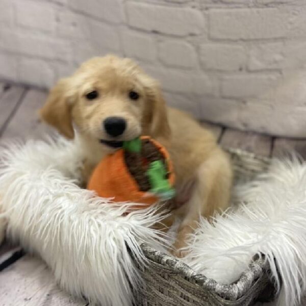 Golden Retriever-DOG-Female-Golden-9288-Petland Monroeville, PA