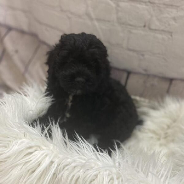 Cockapoo-DOG-Male-Black-9289-Petland Monroeville, PA