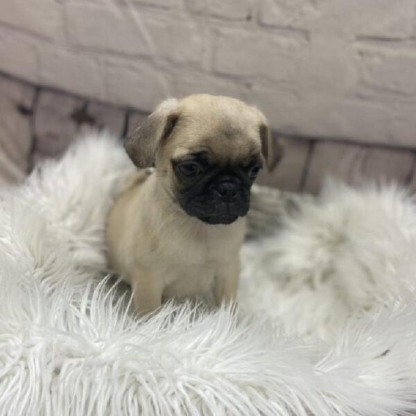 Pug-DOG-Male-Fawn-9278-Petland Monroeville, PA