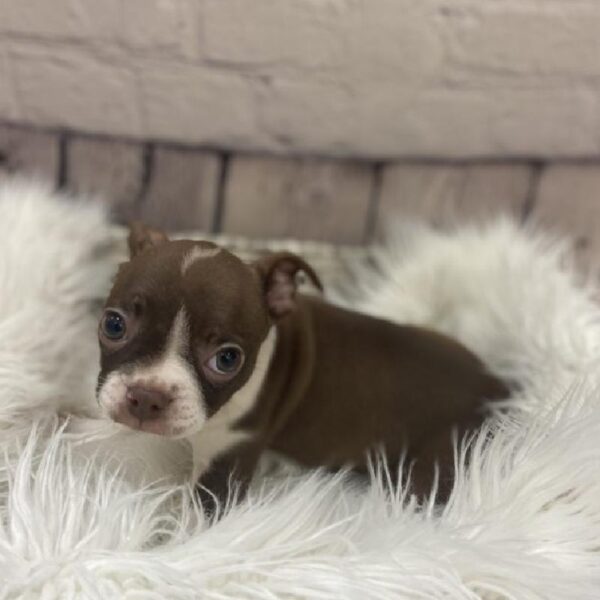 Boston Terrier-DOG-Female-Seal and White-9285-Petland Monroeville, PA