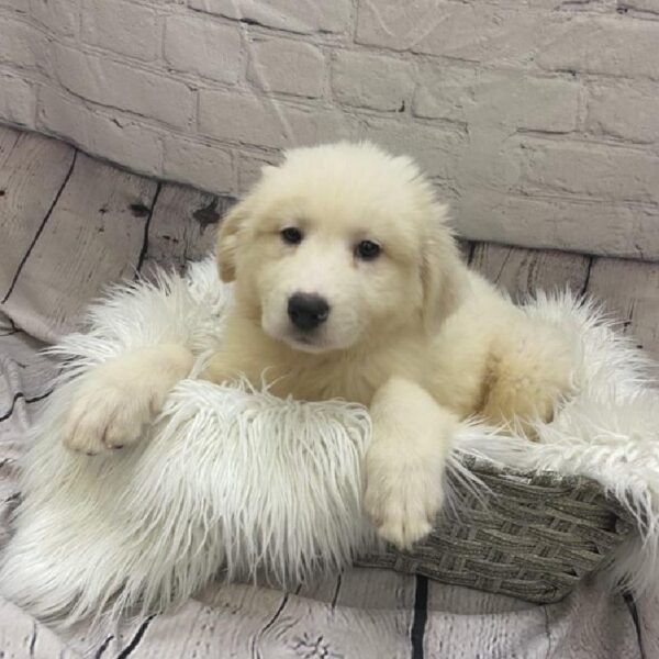 Great Pyrenees-DOG-Female-White-9287-Petland Monroeville, PA