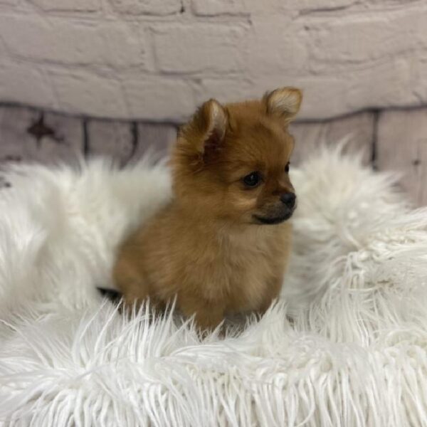 PomChi-DOG-Female-Red-9296-Petland Monroeville, PA
