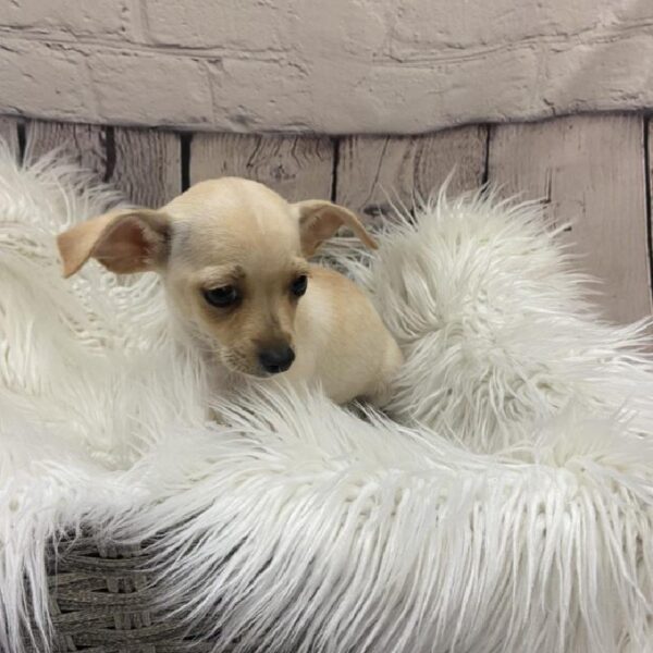 Chihuahua-DOG-Male-Fawn-9295-Petland Monroeville, PA