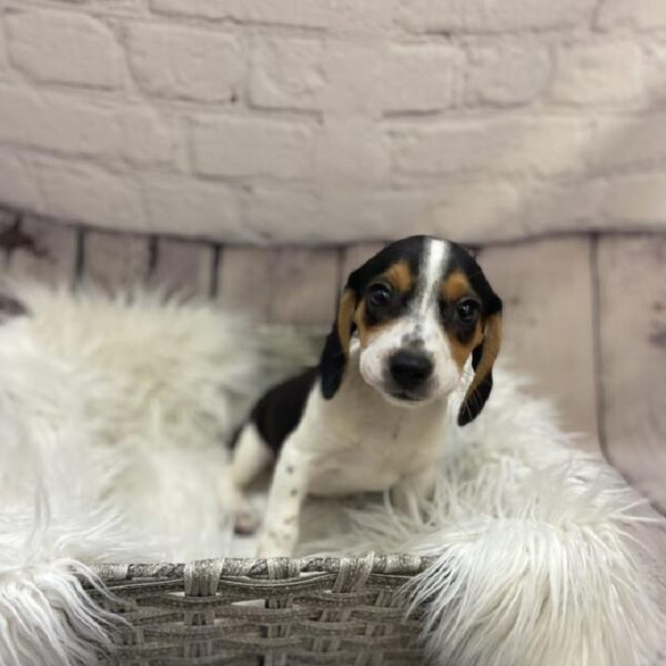 Beagle-DOG-Female-Black Tan / White-9290-Petland Monroeville, PA