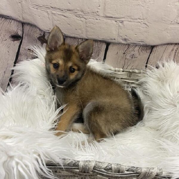 Pomsky 2nd gen.-DOG-Female-Red Sable-9293-Petland Monroeville, PA