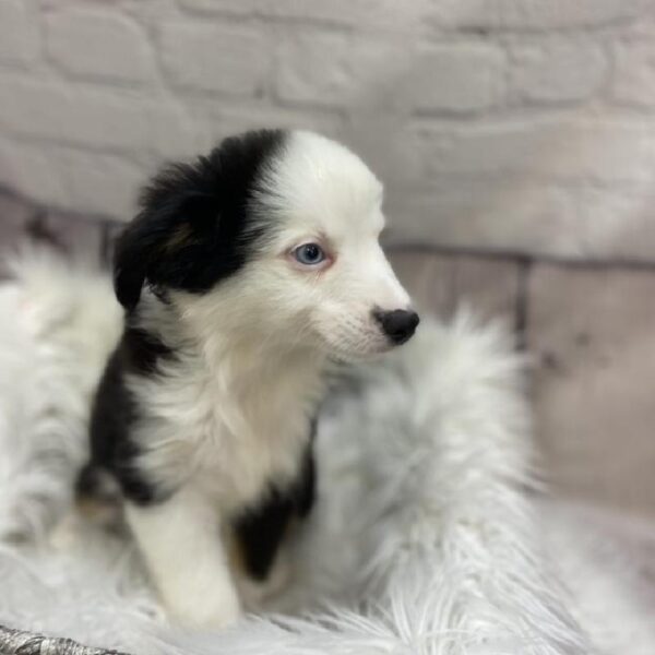 Miniature Australian Shepherd-DOG-Male-Black Tan / White-9291-Petland Monroeville, PA
