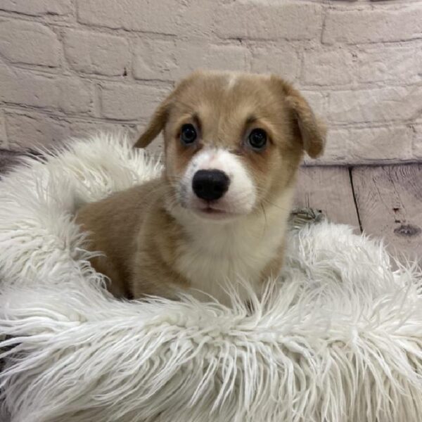 Pembroke Welsh Corgi-DOG-Female-Blue and White-9309-Petland Monroeville, PA