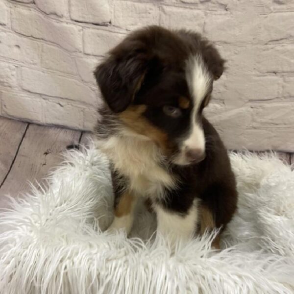Australian Shepherd-DOG-Male-Red Tan / White-9316-Petland Monroeville, PA
