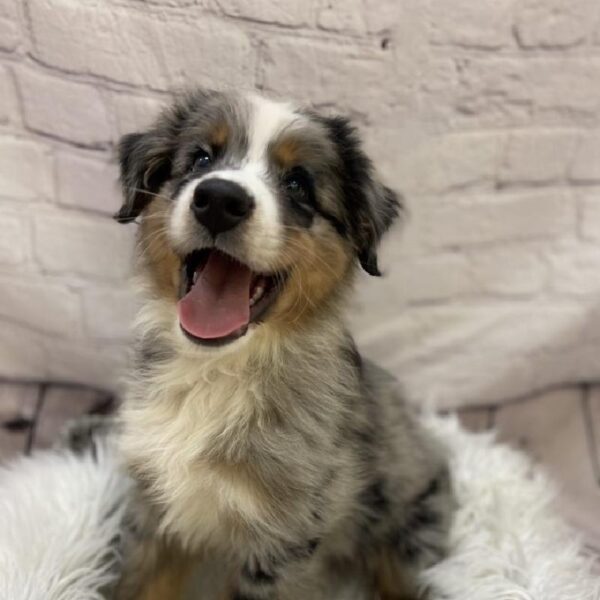 Australian Shepherd-DOG-Male-Blue Merle-9315-Petland Monroeville, PA