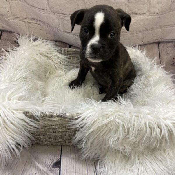 Old English Bulldog-DOG-Male-Brindle-9317-Petland Monroeville, PA