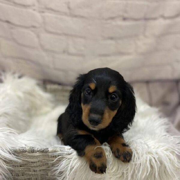 Dachshund-DOG-Female-Black / Tan-9314-Petland Monroeville, PA