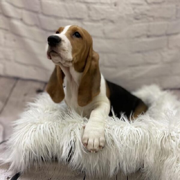 Basset Hound-DOG-Female-Black Tan / White-9313-Petland Monroeville, PA