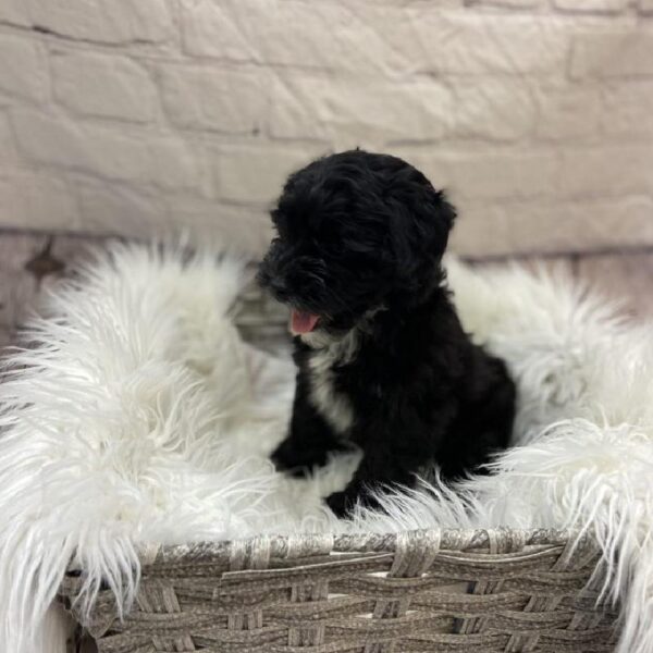 Lhasa-Poo-DOG-Female-Black-9327-Petland Monroeville, PA
