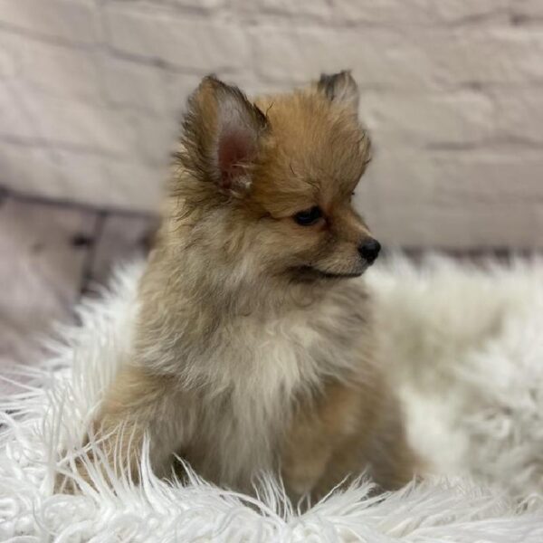 Pomeranian-DOG-Female-Orange Sable-9332-Petland Monroeville, PA