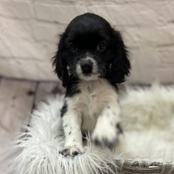 Cockalier-DOG-Male-Black and White-9333-Petland Monroeville, PA