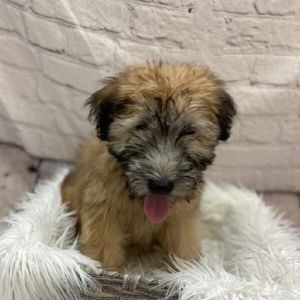 Soft Coated Wheaten Terrier-DOG-Female-Wheaten-9331-Petland Monroeville, PA