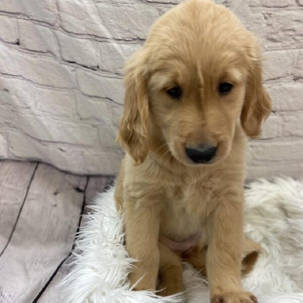 Golden Retriever-DOG-Female-Golden-9328-Petland Monroeville, PA
