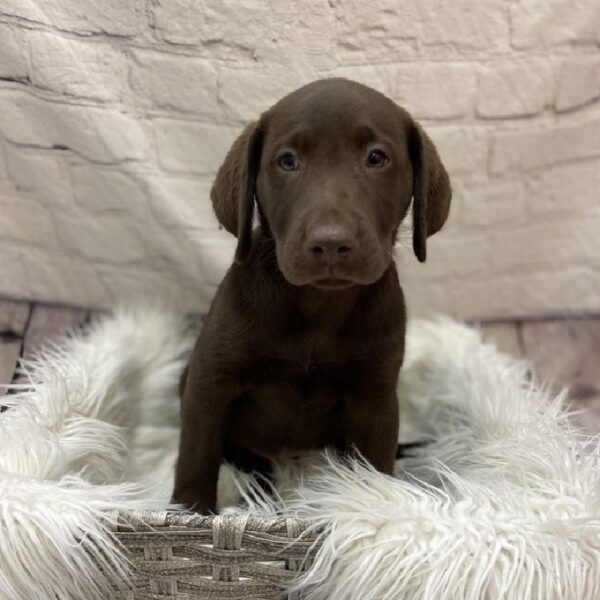 Labrador Retriever-DOG-Female-Chocolate-9329-Petland Monroeville, PA