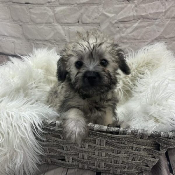 Schnoodle-DOG-Female-Salt / Pepper-9342-Petland Monroeville, PA