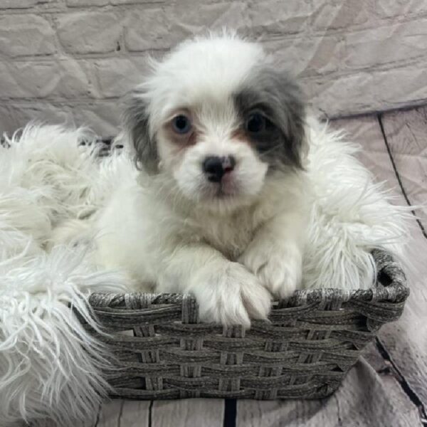 Peke-a-poo-DOG-Male-Blue Merle-9341-Petland Monroeville, PA