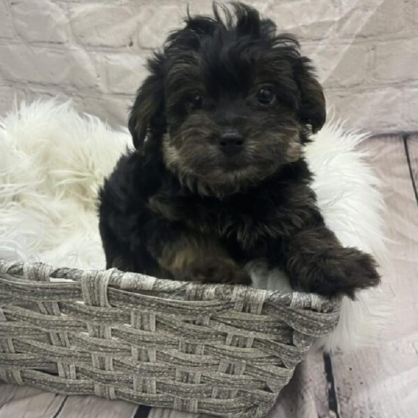 Yorkie-Poo-DOG-Male-Black / Tan-9343-Petland Monroeville, PA