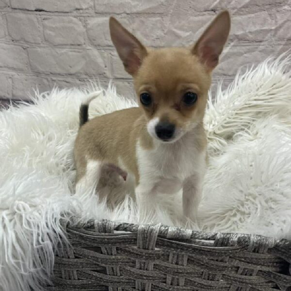 Chihuahua-DOG-Male-Fawn-9344-Petland Monroeville, PA
