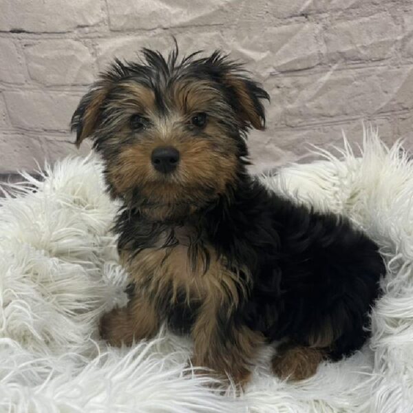 Yorkie-DOG-Male-Black / Tan-9345-Petland Monroeville, PA