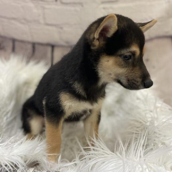 Shiba Inu-DOG-Male-Black and Tan-9368-Petland Monroeville, PA