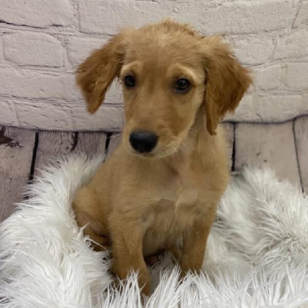 Golden Retriever-DOG-Male-Golden-9367-Petland Monroeville, PA