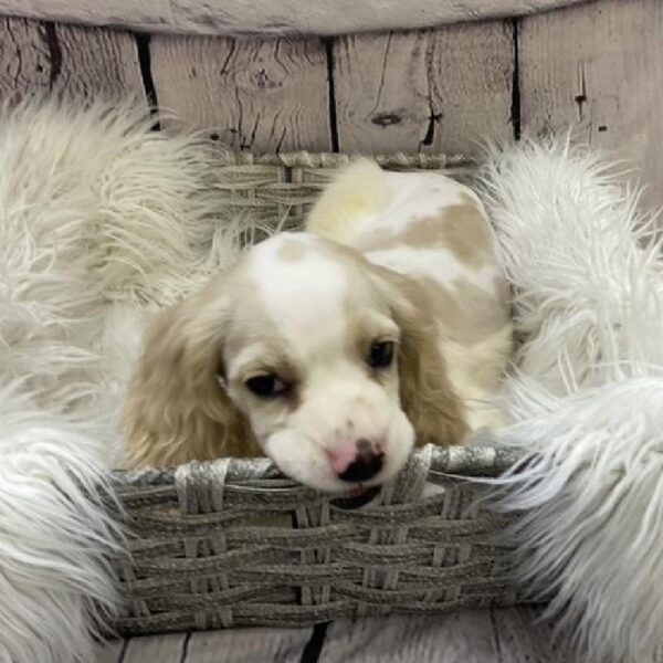 Cocker Spaniel-DOG-Male-Buff and White-9365-Petland Monroeville, PA