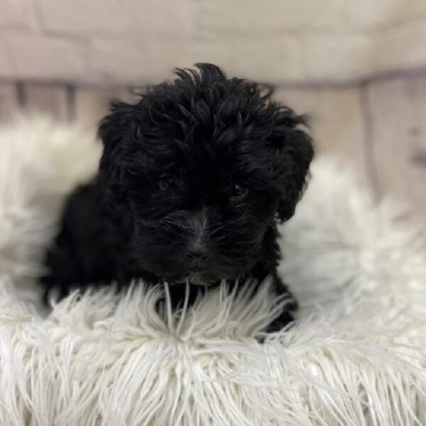 Shih-poo-DOG-Female-Black-9364-Petland Monroeville, PA