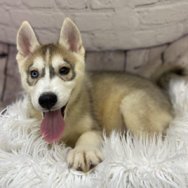 Pomsky-DOG-Male-Apricot-9363-Petland Monroeville, PA