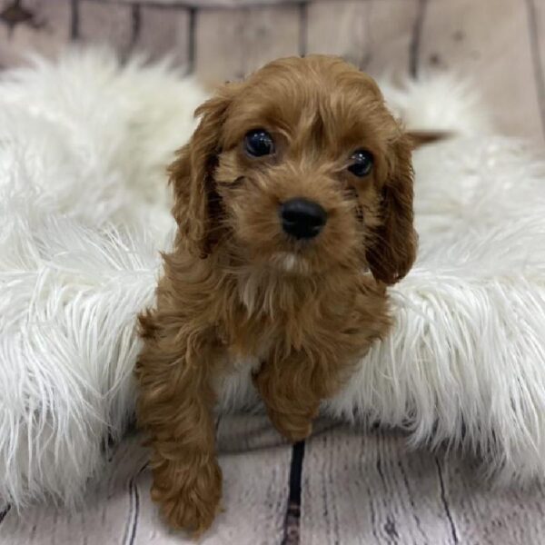 Cavapoo-DOG-Male-Red-9362-Petland Monroeville, PA