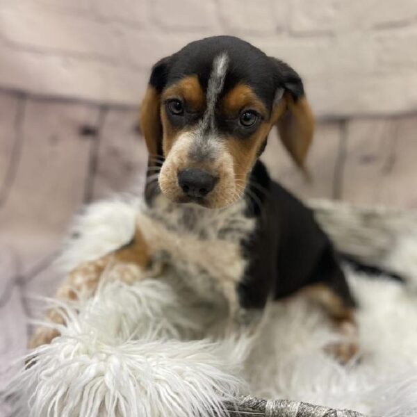 Beagle-DOG-Female-Black Tan and Red Ticked-9361-Petland Monroeville, PA