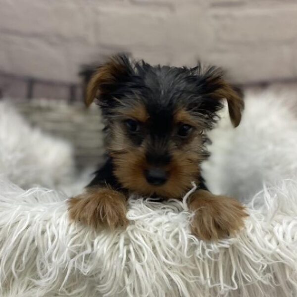 Yorkie-DOG-Male-Black / Tan-9354-Petland Monroeville, PA