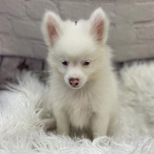 Pomeranian-DOG-Male-White-9353-Petland Monroeville, PA