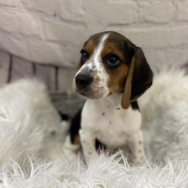 Beagle-DOG-Male-Black White / Tan-9382-Petland Monroeville, PA