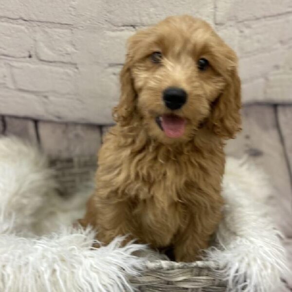 Miniature Goldendoodle-DOG-Male-Golden-9380-Petland Monroeville, PA
