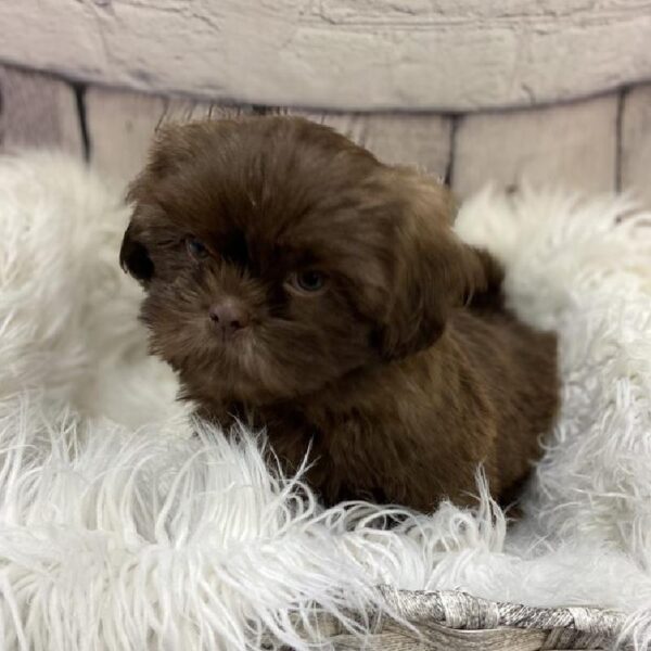 Shih Tzu-DOG-Male-Liver-9381-Petland Monroeville, PA