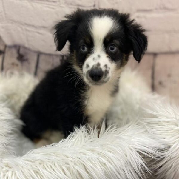 Miniature Australian Shepherd-DOG-Male-Black White and Brown-9394-Petland Monroeville, PA