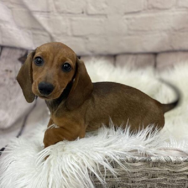 Dachshund-DOG-Female-Red-9395-Petland Monroeville, PA