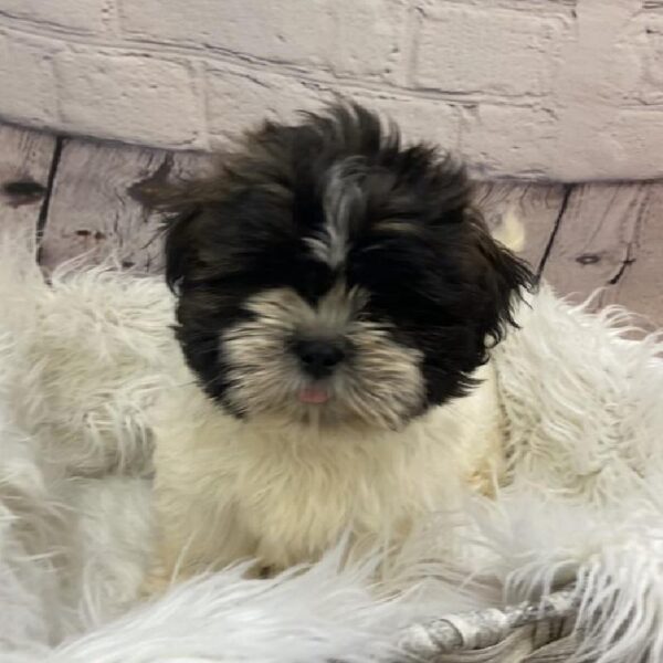 Shih Tzu-DOG-Male-Brindle and White-9396-Petland Monroeville, PA