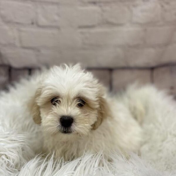 Teddy Bear-DOG-Male-Gold and White-9397-Petland Monroeville, PA
