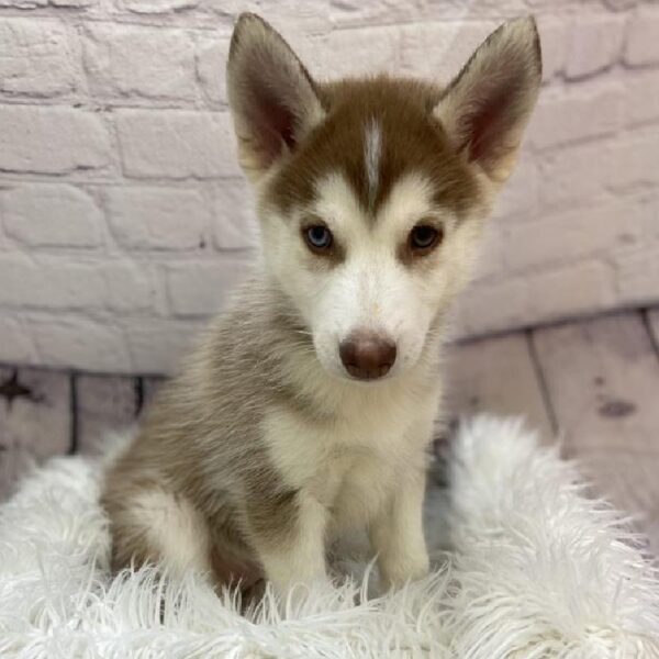 Siberian Husky-DOG-Male-Red and White-9398-Petland Monroeville, PA