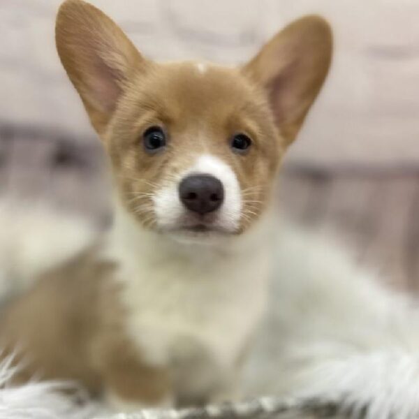 Pembroke Welsh Corgi-DOG-Female-Red-9399-Petland Monroeville, PA