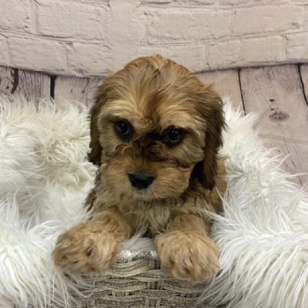 Cavachon-DOG-Male-Ruby-9400-Petland Monroeville, PA