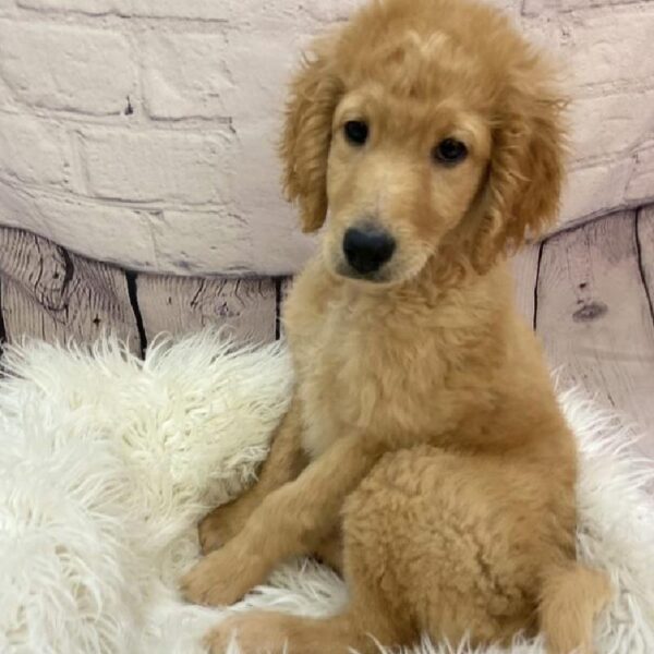 Goldendoodle 2nd Gen.-DOG-Female-Apricot-9401-Petland Monroeville, PA