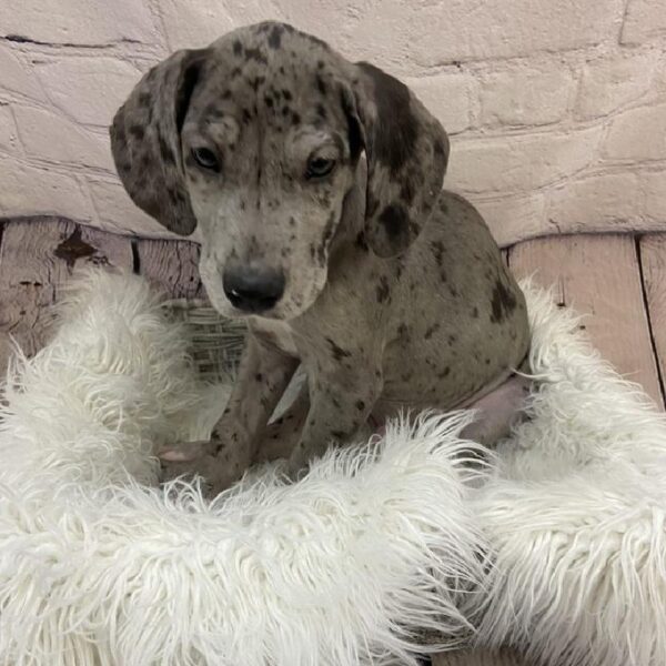 Great Dane-DOG-Male-Mantle Merle-9405-Petland Monroeville, PA
