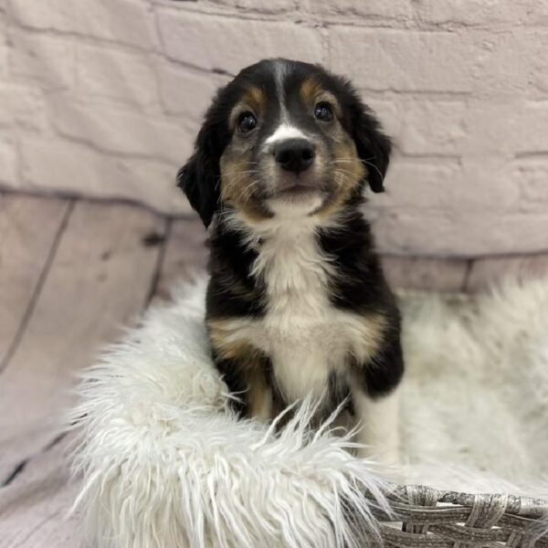 Miniature Australian Shepherd-DOG-Male-Black White / Tan-9403-Petland Monroeville, PA